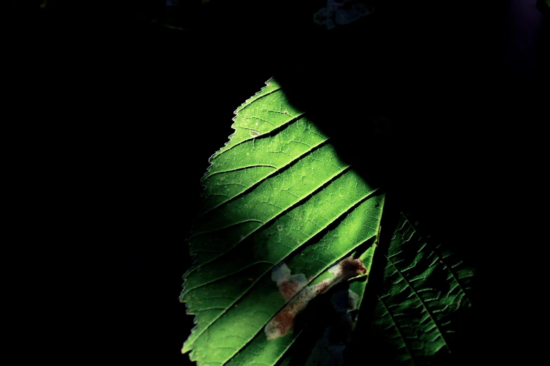 the leaves are on a black surface and bright green