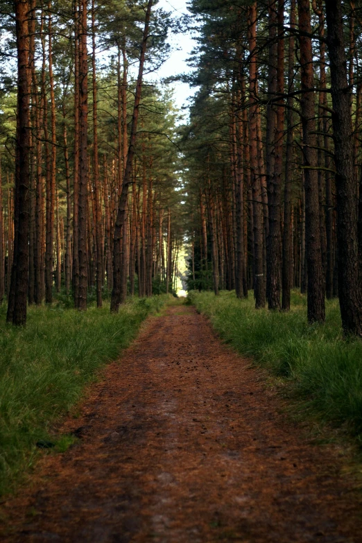a dirt road in the middle of a pine forest