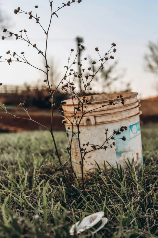 a small tree growing in a bucket next to a plant