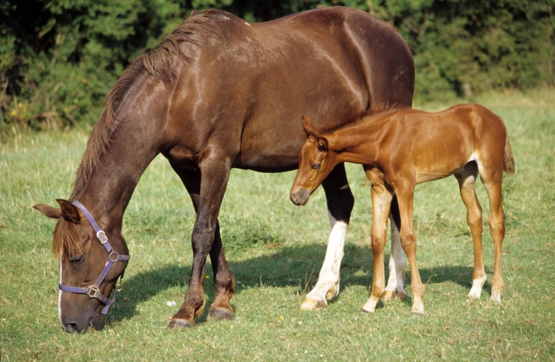 two brown horses eating grass from the ground