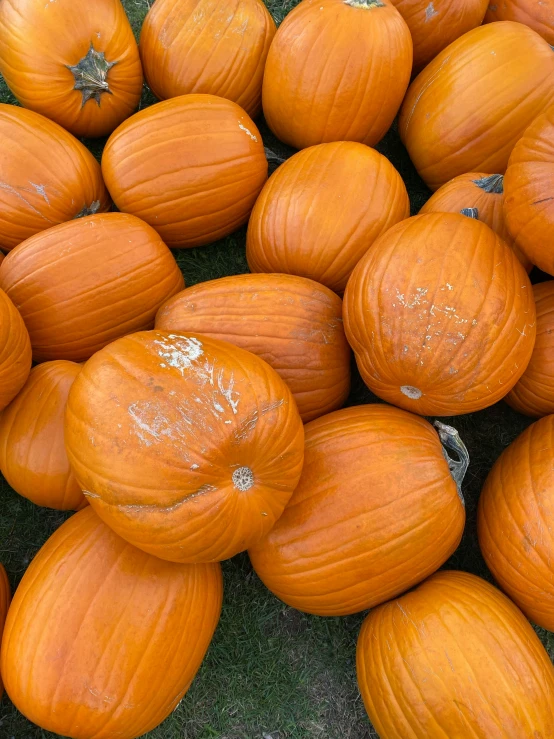 many pumpkins on a display for sale outdoors