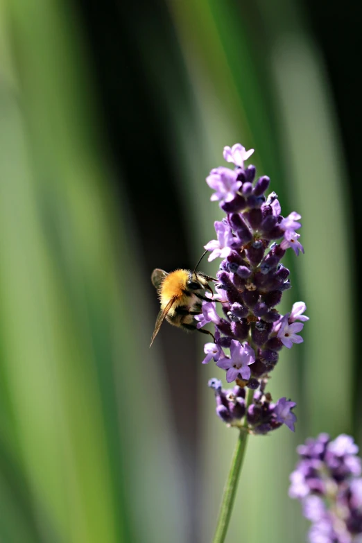 a bee flying over some purple flowers