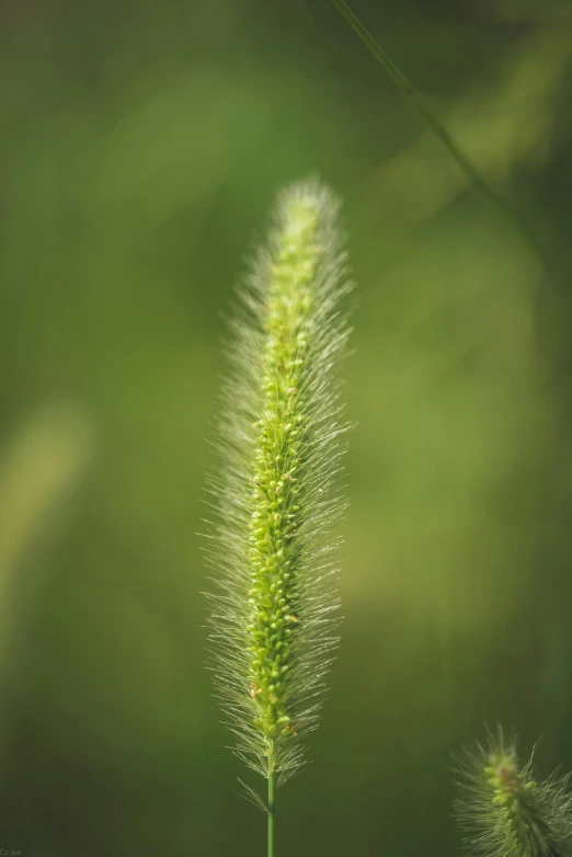 the green grass is very thin on the stalk