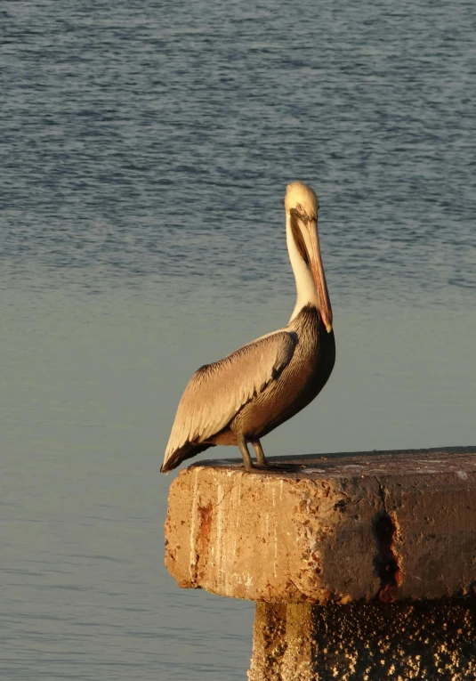 a bird perched on a railing by the water