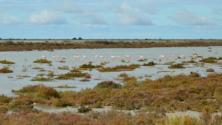 a group of flamingos in the water eating and drinking