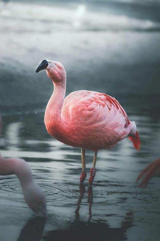 a pink bird standing in the water with two other birds nearby