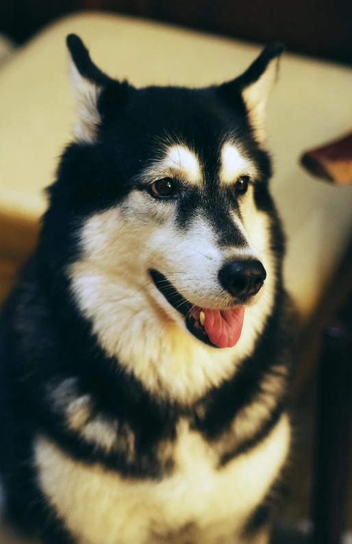 a close up po of a husky dog