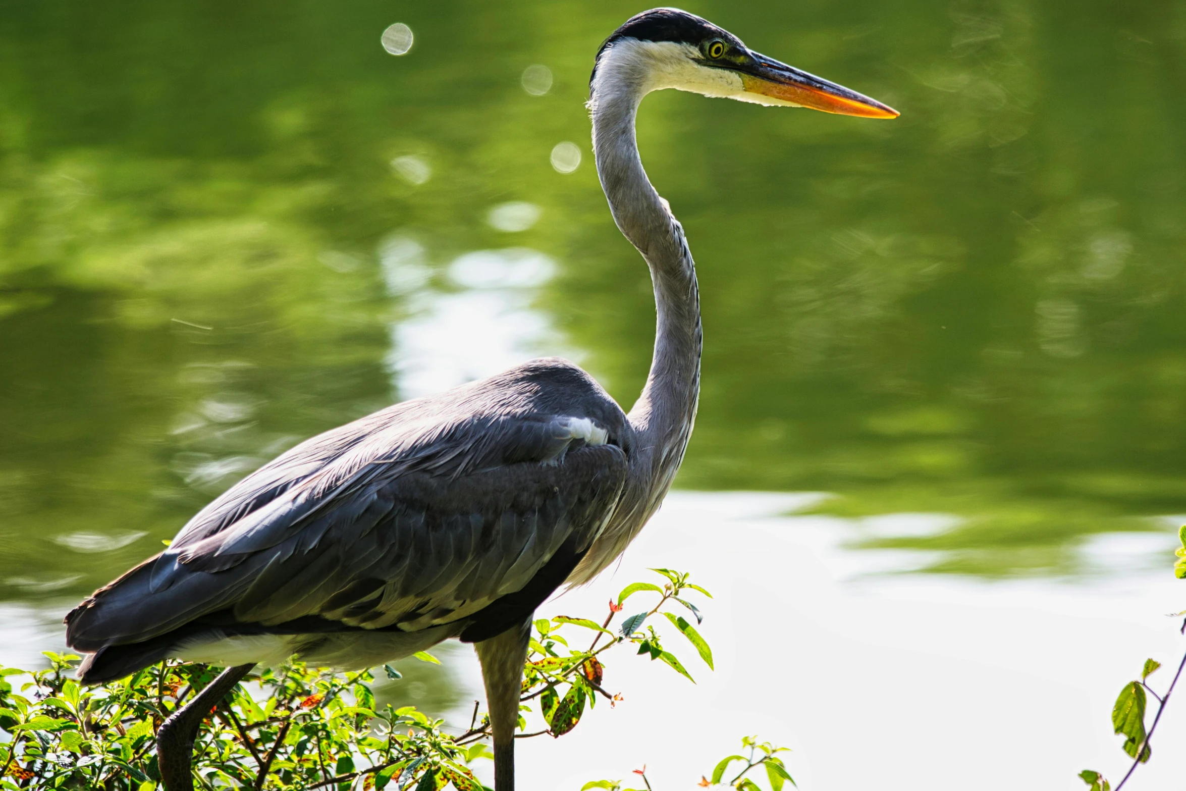 a large bird with a long neck standing in the grass by the water