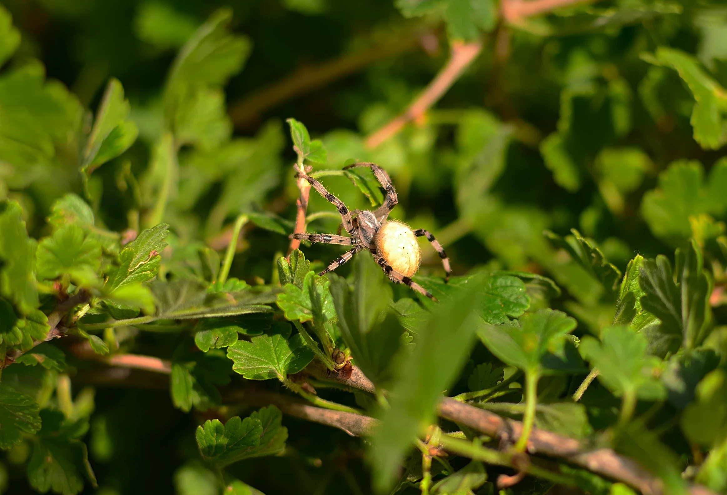 a bug on some leaves in the grass