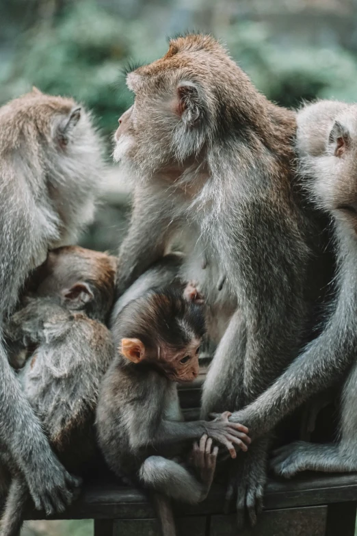 a bunch of monkeys sitting together on a bench