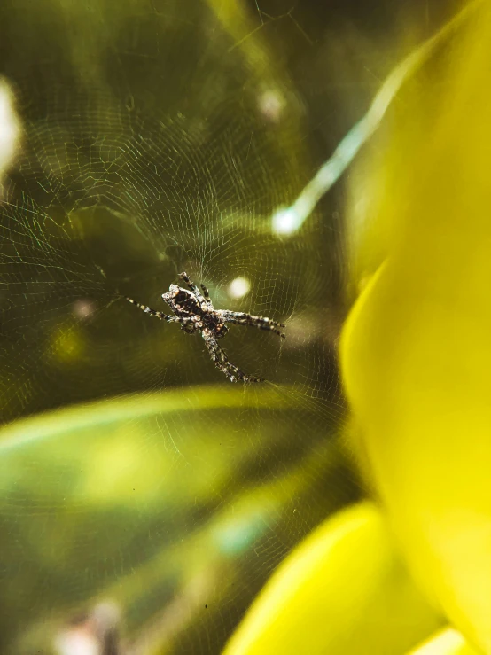 a small insect on the web that hangs in front of the leaves