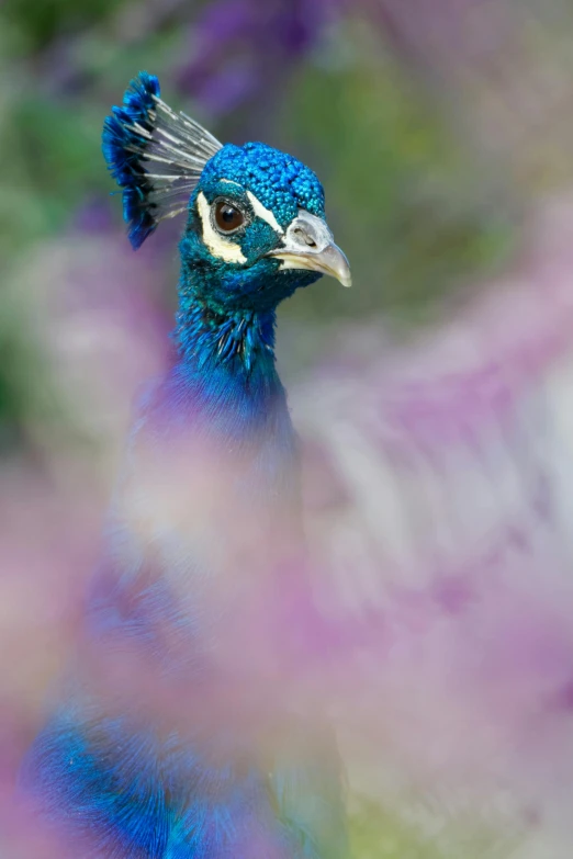 a blue bird with feathers on its head