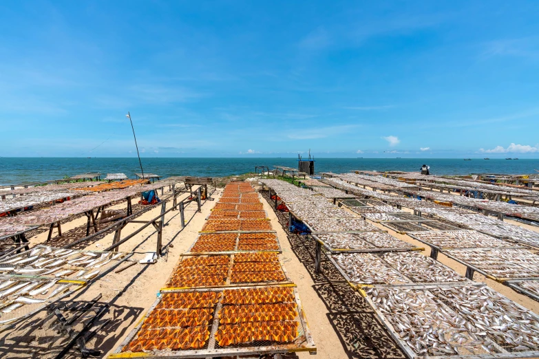 a large pile of lobsters laying out in the sand