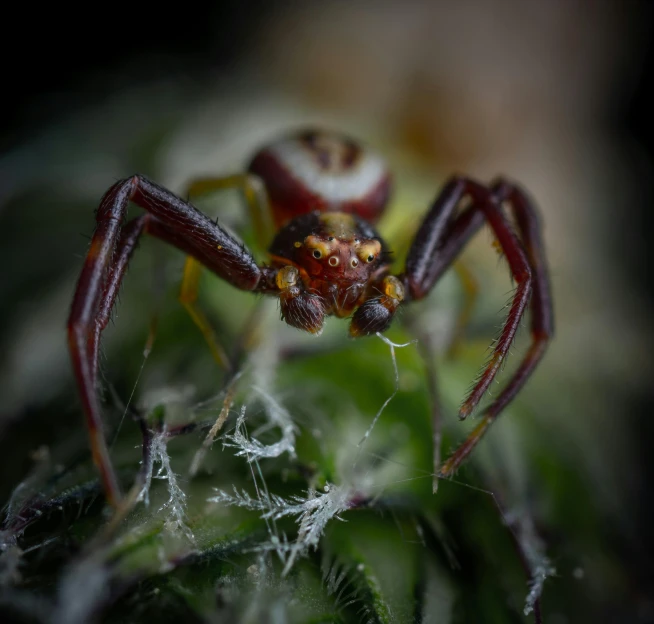 a spider is on the side of a plant