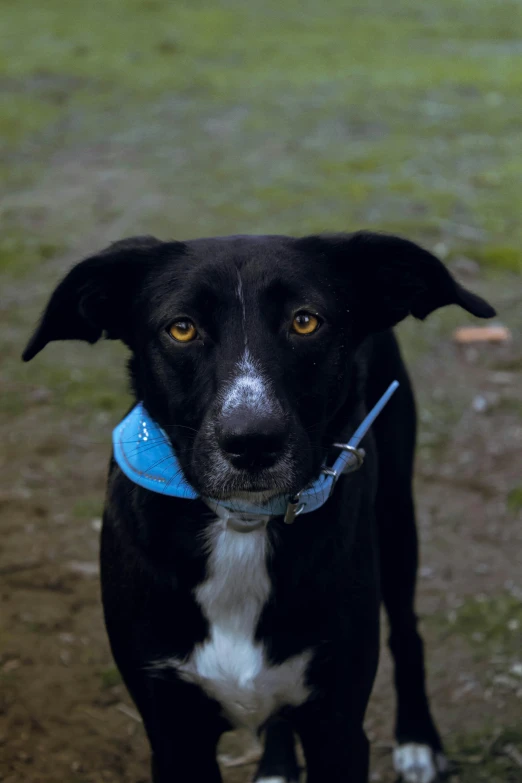 a black and white dog with a blue leash on it's neck