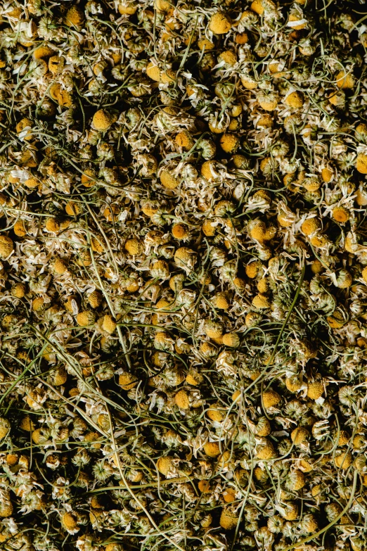 many flowers grow on the ground by some green stems