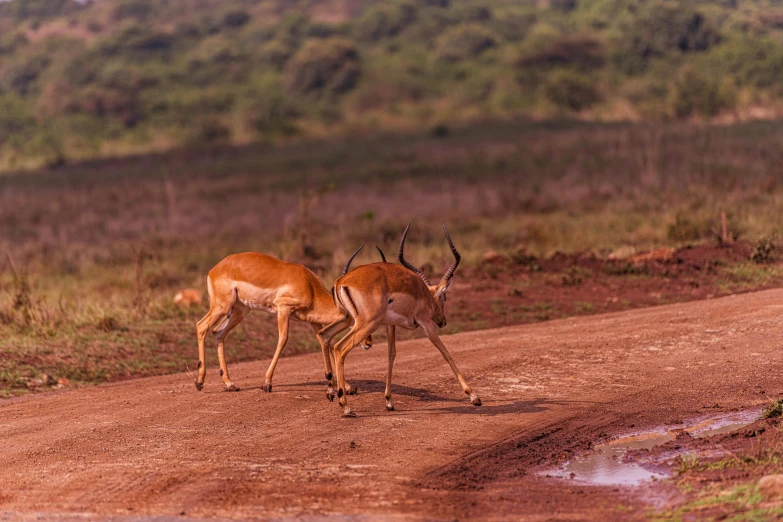 two gazelle standing next to each other on a dirt road