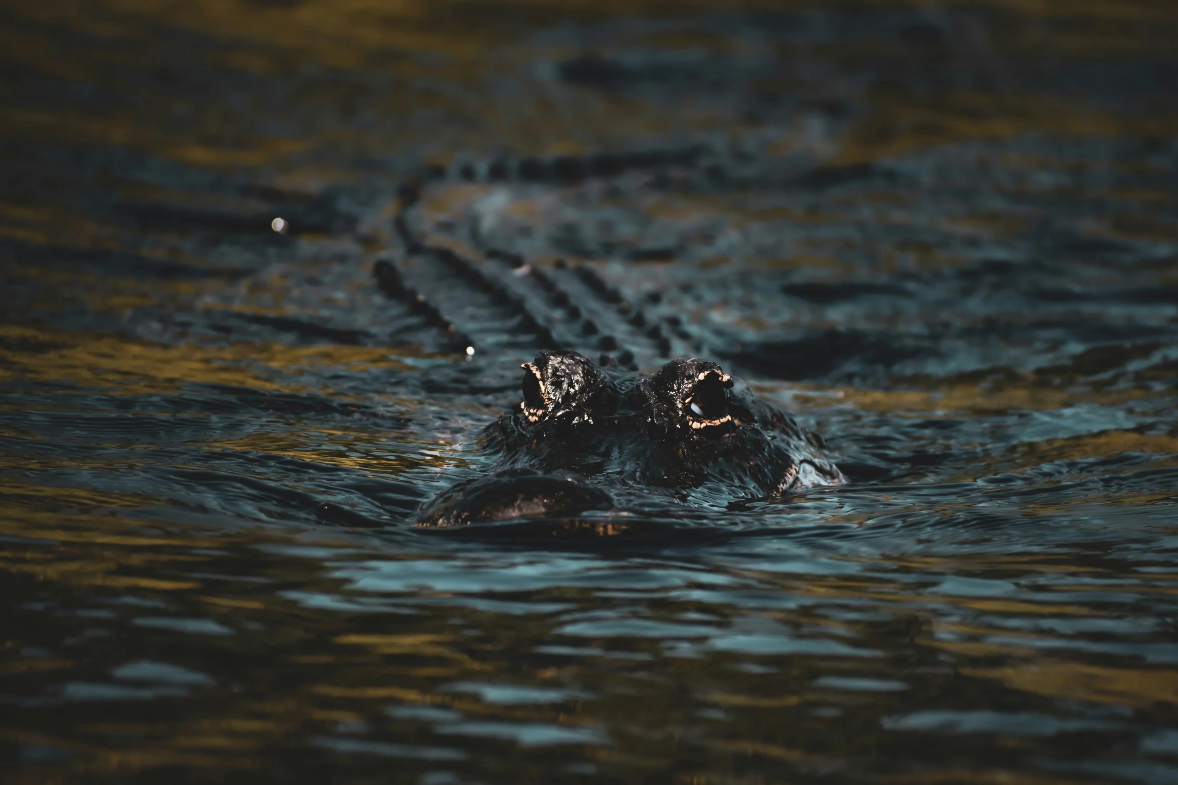 an alligator submerged in the water with his nose open