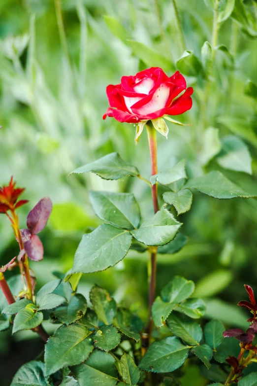 two red flowers are in some green leaves