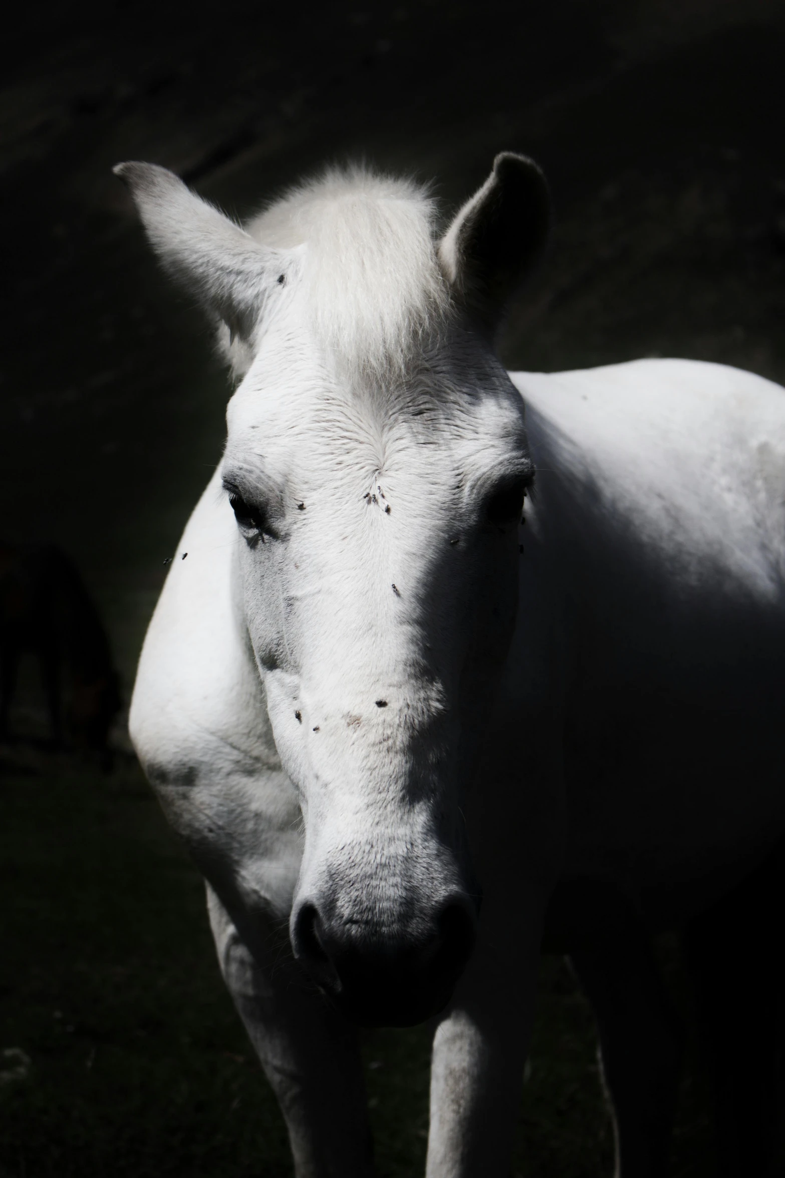 a white horse with a white mane is in a field