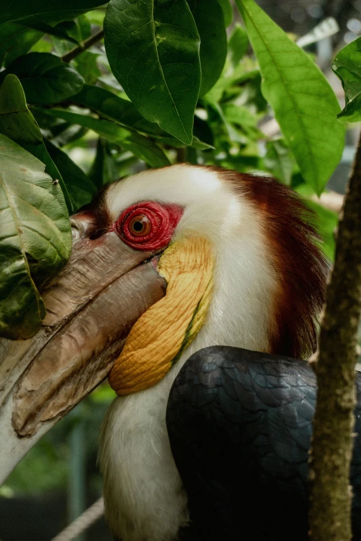 a very cute looking bird sitting in a tree