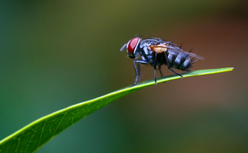 a fly perched on top of a green leaf