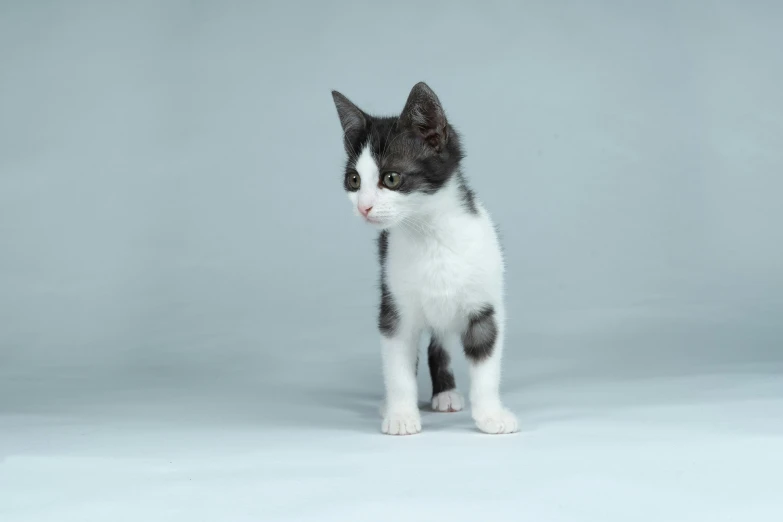 a black and white kitten sitting in front of a grey background