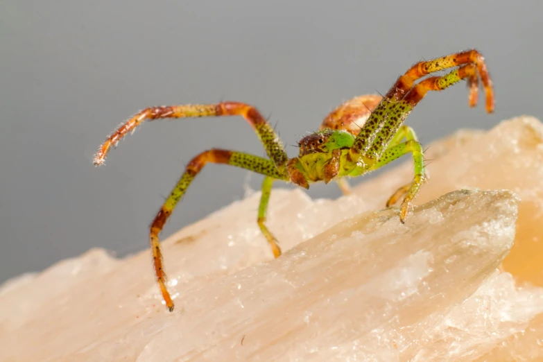 the green spider has bright orange stripes on its body