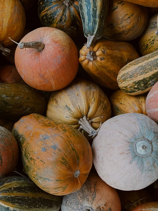 lots of pumpkins with different color and size on them