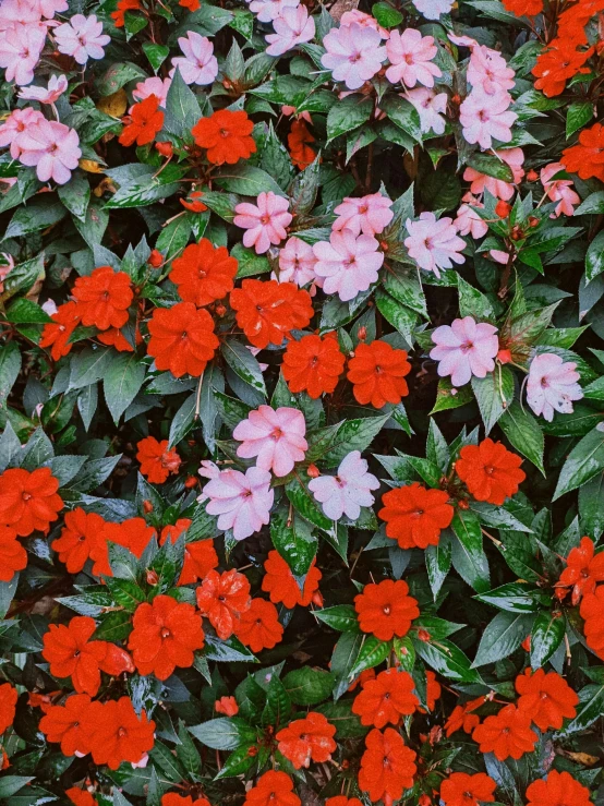 a bunch of flowers that are on the ground