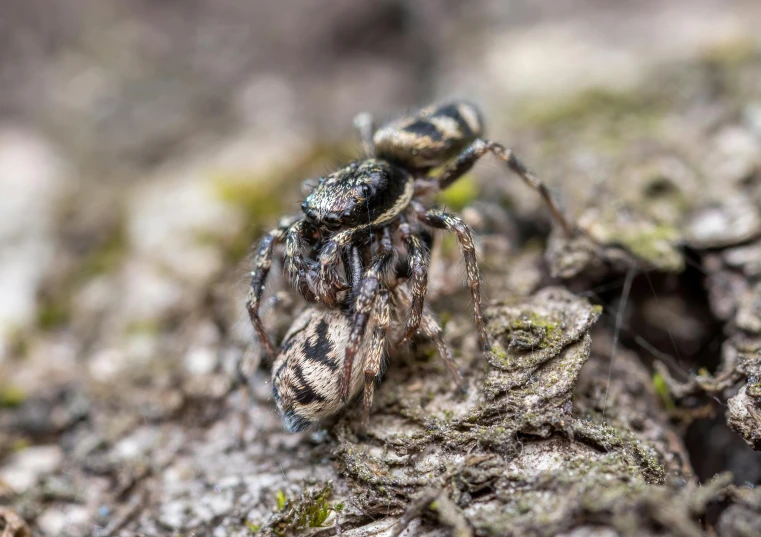 a small spider is sitting on the tree nch