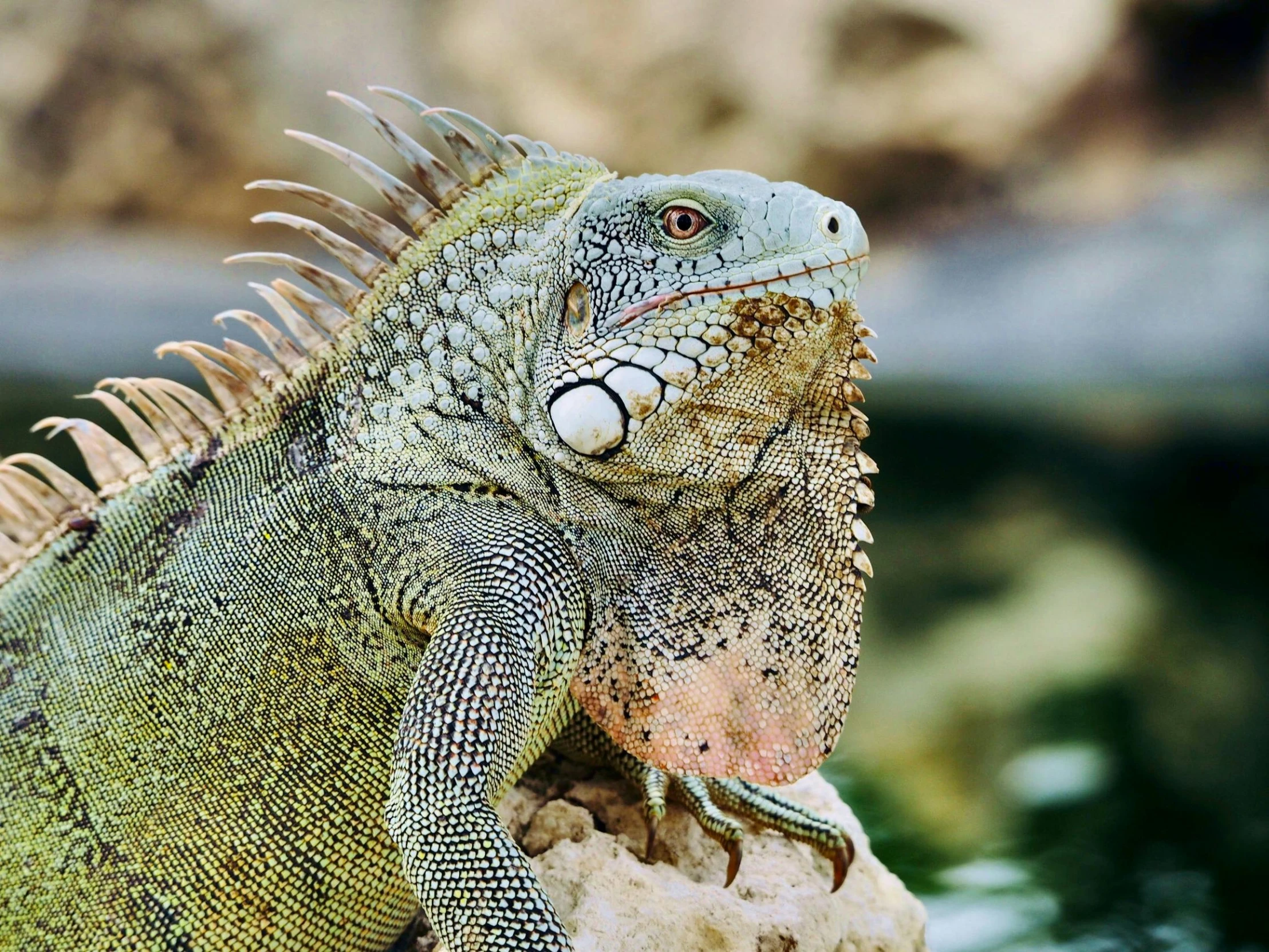 an adult lizard sitting on a rock near water