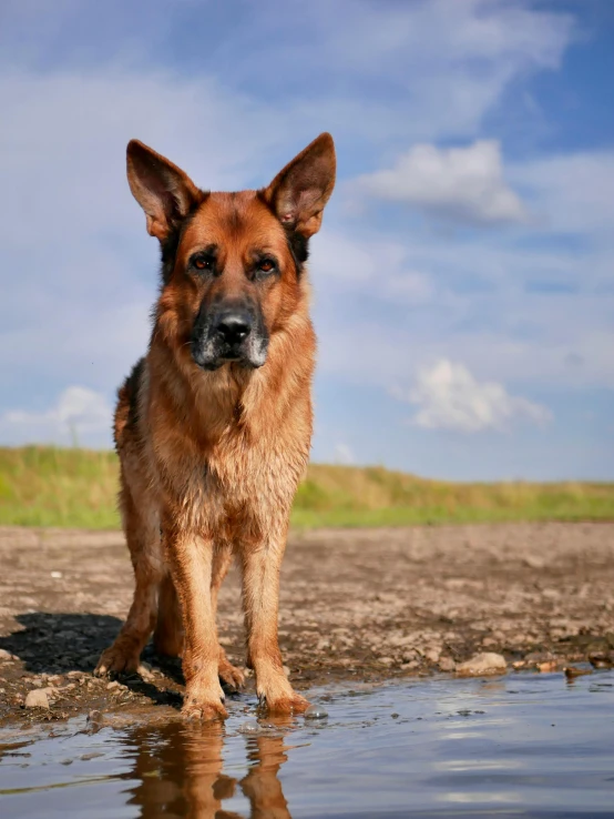 a brown dog with his eyes open looking at the camera