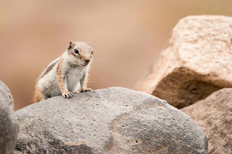 a small squirrel sitting on top of a rock