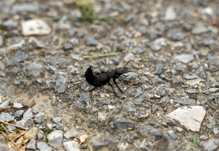 black bug crawling on top of rocky ground
