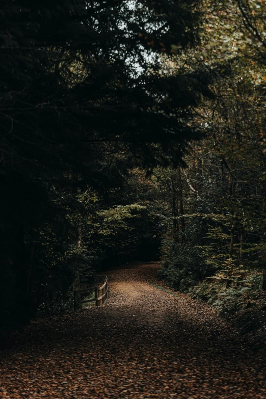 an area that has various trees and leaves on it