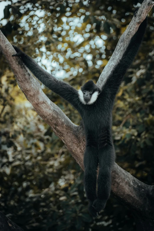 a black and white animal climbs up the nch of a tree