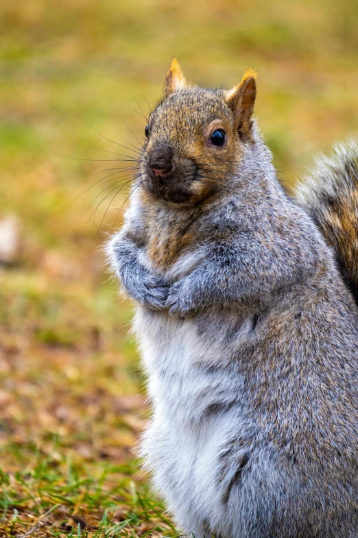 a gray squirrel is looking up and sitting on its hind legs