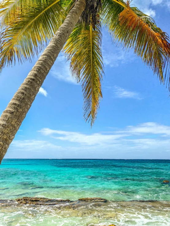 the beach is next to a tropical palm tree