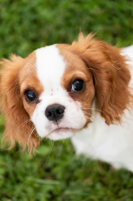 a brown and white puppy is standing outside