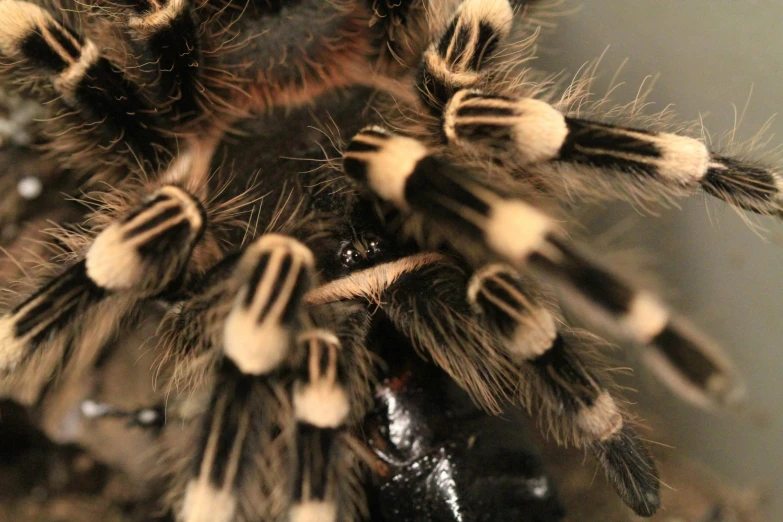 a hairy white and black animal is laying on a black surface