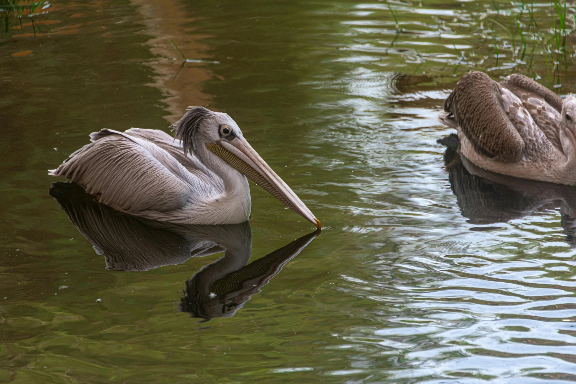 two pelicans swimming in the water near each other