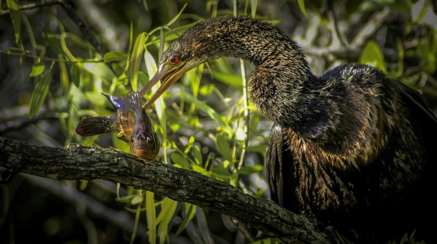 a black bird with an insect in its mouth