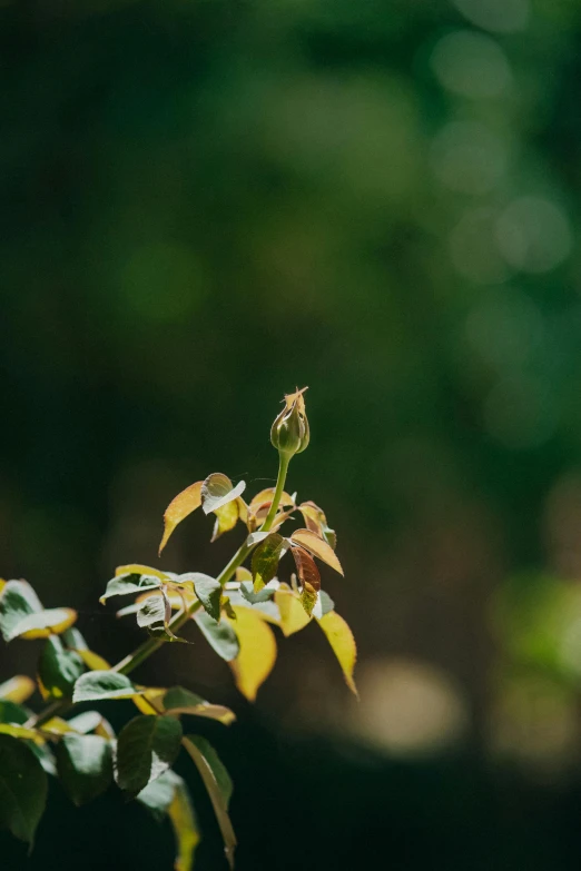 a leafy nch of a plant with some leaves on it