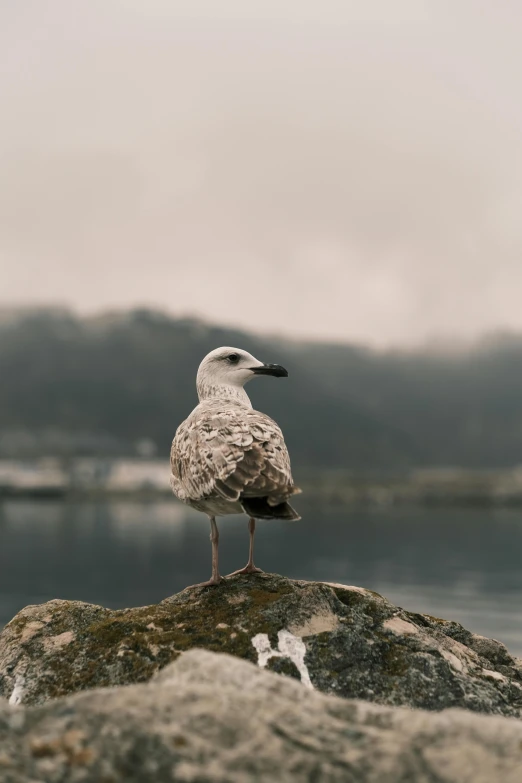 the bird is standing on the rock by the water