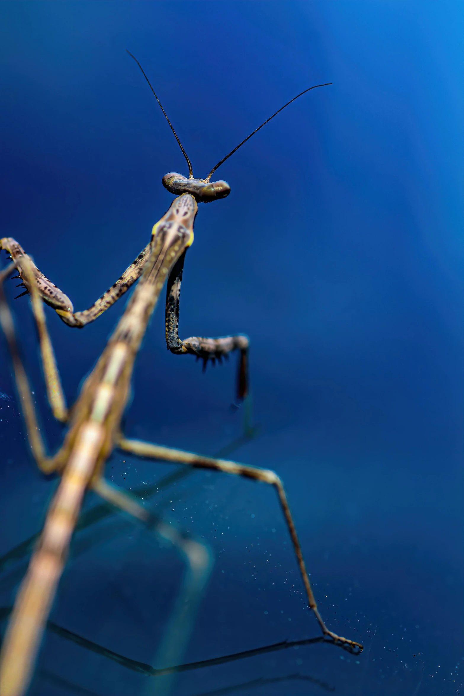 an alien walking on the surface, reaching for the camera