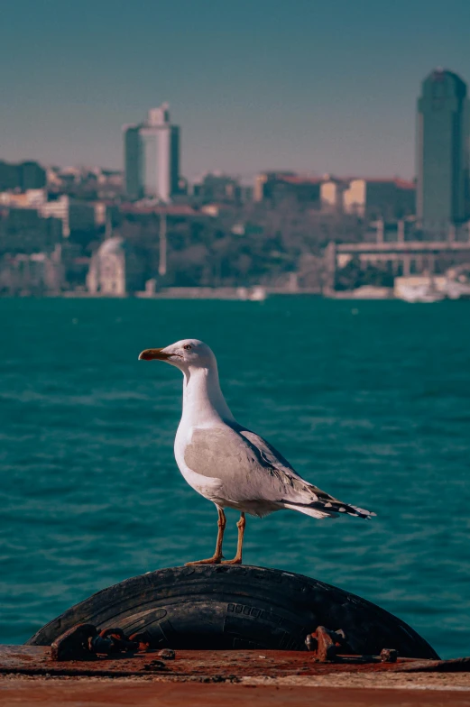 a seagull sitting on top of a tire by the water