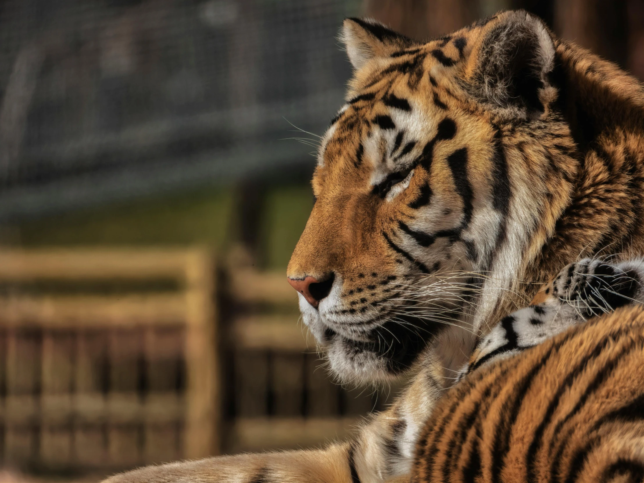 two large tiger looking off in the distance