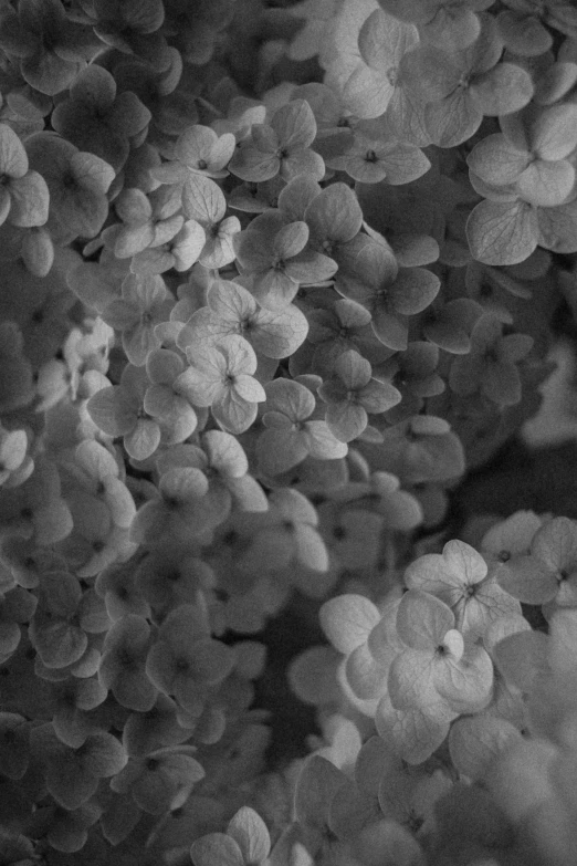 close - up black and white pograph of flowers on the side