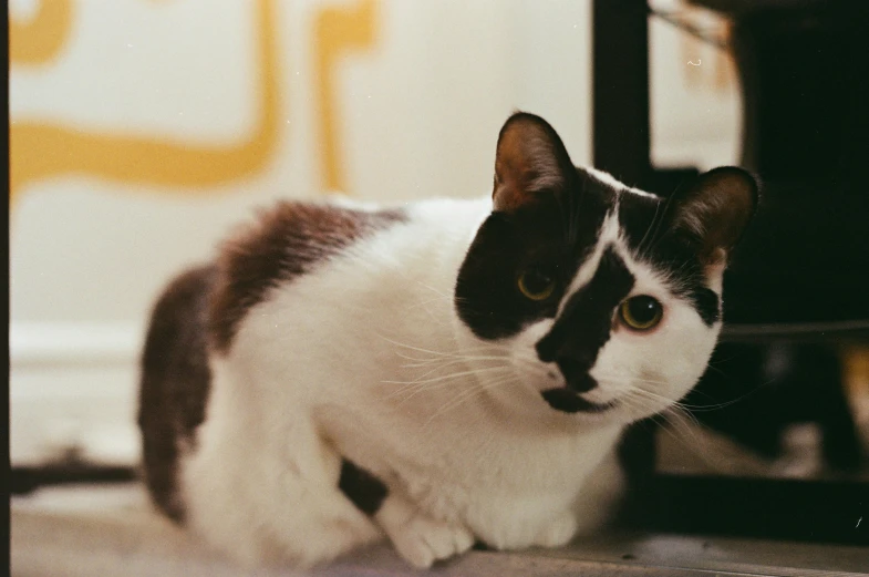 a black and white cat sits on the ground